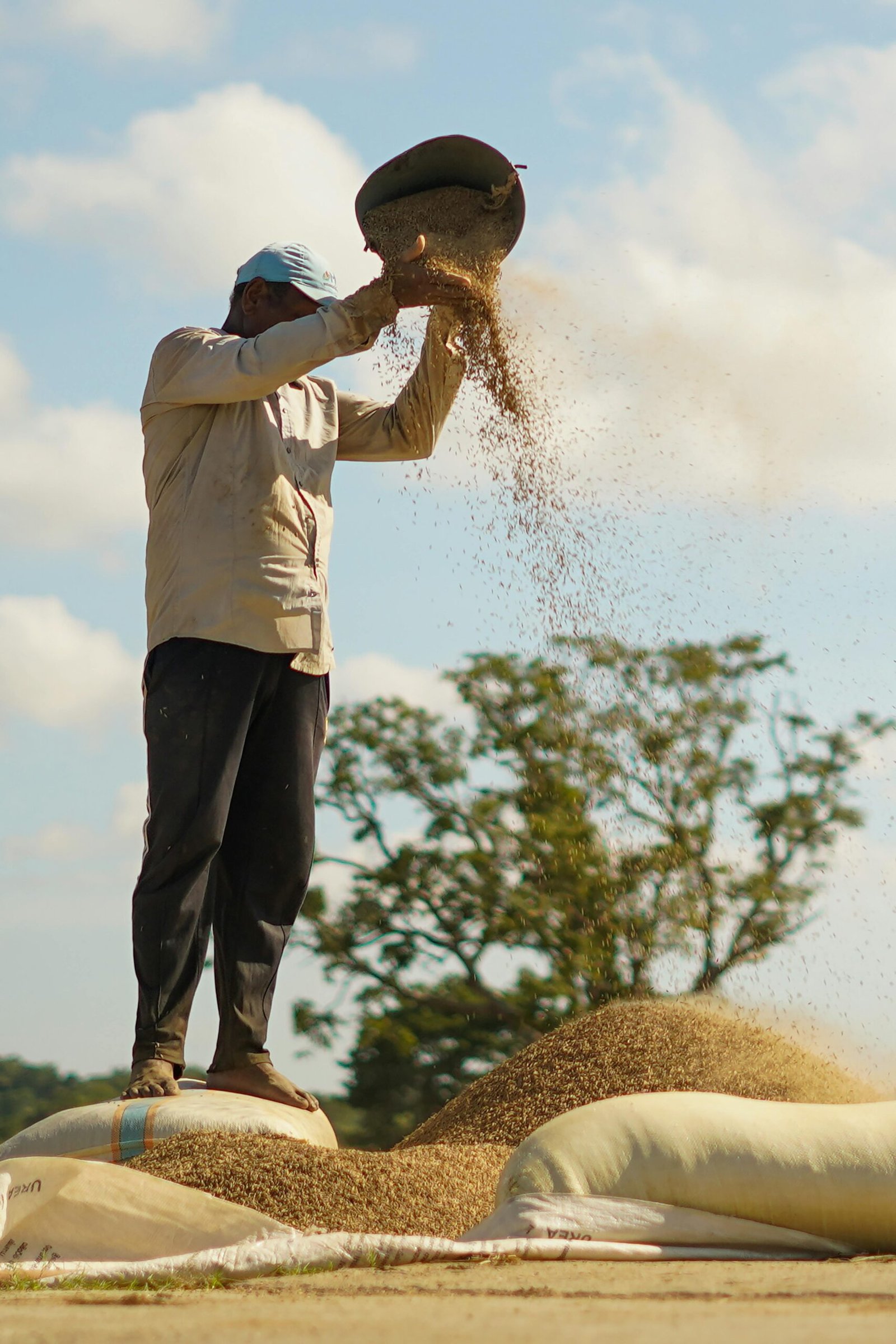 A farmer sifts rice grains at a paddy field in Panama, Sri Lanka, showcasing traditional agriculture.